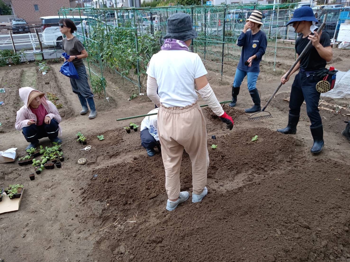 青梗菜の生産地